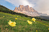Gampenwiese, Gampen Alm, Val di Funes - Villnoesser Tal, Suedtirol - Alto Adige - South Tyrol, Italy, Europe