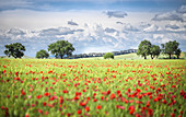 A field full of poppies among Tuscany hills. Siena Contryside, Tuscany, Italy