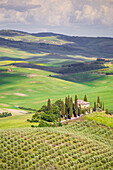 Das berühmte Podere Belvedere im Sonnenlicht mit grünen Hügeln. Val d'Orcia, Provinz von Siena, Toskana, Italien.