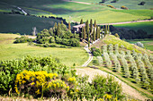 Das berühmte Podere Belvedere im Sonnenlicht mit grünen Hügeln. Val d'Orcia, Provinz von Siena, Toskana, Italien.