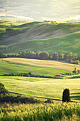 The green hills of Val d'Orcia, Tuscany, Italy