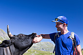 The hand of a male hiker is licked by a Erringer cow at the end of the Val d'HÃ©rÃ©mence in the Swiss region of Valais. This is halfway the Haute Route, a popular alpine hike through France and Switzerland.