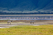 Zebras und Flamingos im Ngorogoro Krater in Tansania.