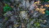 Luft- und Grafikansicht des Waldes in herbstlichen Farben mit einem Blattgold in der Mitte im Kanton Waadt, Schweiz