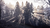 Sonnenaufgang in einem Wald mit Lichtstrahlen durch Fichten (Picea Abies) schaffen eine magische Atmosphäre im Kanton Waadt, Schweiz