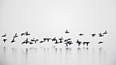 Gruppe von Stockenten Enten fliegen über den Gewässern des Genfer Sees an einem bewölkten Tag, der See und der Himmel miteinander im Winter in Rolle, Schweiz