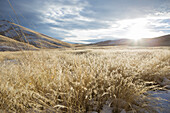 Gold fields of grass in the Nevada desert.