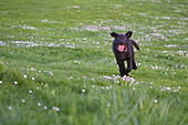 Schwarzer Hund läuft durch Gras