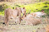 Lionesses in Maasai Mara, Kenya