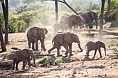 Herd of elephants in Samburu National Reserve, Kenya