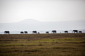 Herd of elephants on plain in Amboseli National Park, Kenya