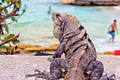 Photograph with rear view of Iguana lizard, Isla Mujeres, Yucatan Peninsula, Mexico