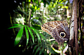 Seitenansicht der Eule Schmetterling (Caligo Memnon) hocken auf Baum, Halbinsel Yucatan, Mexiko