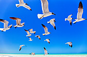 Untersicht of Möwen fliegen in Holbox Island, Quintana Roo, Halbinsel Yucatan, Mexiko