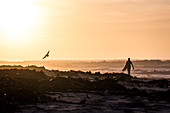 Silhouette of lone male surfer walking towards ocean at sunset, Elands Bay, Western Cape, South Africa