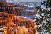 Landschaft des Bryce Canyon National Park mit Schnee auf Baum im Winter, Utah, USA