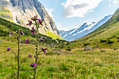 Idyllische Landschaft mit Distel und Wiese im Tal, Urke, Møre og Romsdal, Norwegen
