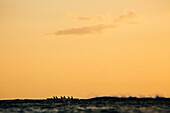 Männer paddeln im Meer bei Sonnenuntergang, Kaimana Beach, Honolulu, Hawaii, USA