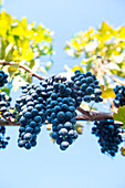 Photograph with bunches of grapes hanging on vines at vineyard, Delaplane, Virginia, USA