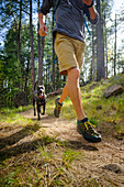 Niedriger Abschnitt der Person läuft mit Hund auf Wald, Mogollon Rim, Arizona, USA