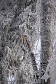 A team of researchers replicating an ice storm during winter in the White Mountains of New Hampshire. The team is studying the effects of ice storms on soil, trees, birds and insects.