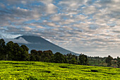 Teefelder, Bäume und Vulkan unter einem blauen Himmel der unregelmäßigen Wolken im Kerinci-Tal. Kerinci ist eine der produktivsten Teeregionen der Welt. Kerinci Valley, Sumatra, Indonesien