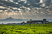 Sunlight streams through pocked clouds above a vast tea field with a small town and mosque and mountains on the horizon. Kerinci Valley, Sumatra, Indonesia
