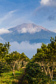 Lange Reihen von Kaffeepflanzen wachsen unterhalb der fernen Hänge eines Vulkans. Kerinci Valley, Sumatra, Indonesien