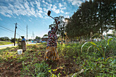 Haltet Hatungimana, schwingende Hacke und Jeanne Nyibizi ernten Erdnüsse auf einem Grundstück in Decatur, GA. Sie sind Flüchtlinge aus Burundi und verkaufen ihre Produkte über Global Growers.