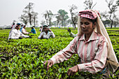 Tea garden in Silliguri. India.