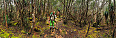 Mann wandert im Wald von Tasmanien