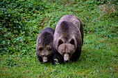 Braunbär, Ursus arctos, Weibchen mit Jungtier, Bayern, Deutschland.