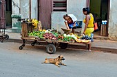 Street commerce in central Havana- Fruit vendor, La Habana (Havana), Habana, Cuba.
