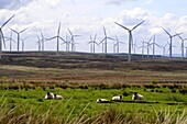 Windräder und Schafe bei Peebles, Süd-Schottland