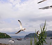 In the harbour of Portee, Isle of Skye, Scotland