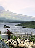 Schafe am Old Man of Storr und Loch Leathan, Isle of Skye, Schottland