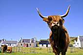 Nscotish highland cattle near Plockton at Loch Carron, Scotland