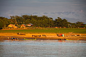 Longtail Boote und Ochsenkarren am östlichen Ufer des Flusses Ayeyarwady (Irrawaddy) bei Sonnenuntergang, nahe Mingun, Sagaing, Myanmar
