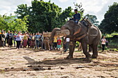 Elefant trägt Baumstamm während Darbietung im Wa Byu Gaung Elephant Camp, nahe Thabeikkyin, Mandalay, Myanmar