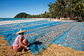 Woman shakes tarp with dried little fish on Ngapali Beach, Ngapali, Thandwe, Myanmar
