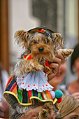 Nahaufnahme eines Hundes in einer traditionellen Kleidung während Fronleichnam-Feier in Spanien