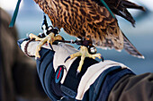 A hawk rests on the gloved hand of a falconer