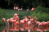 Flamingos im Teich