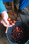 France, Ardeche, Jaujac, Mr Chazes, last resident of the hamlet of Les Traverse, sorting the chestnuts