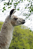 France, central Southern France, the regional natural park of Haut-Languedoc, the Montagne Noire, llama on a farm