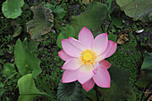 Indonesien, Bali, Flora, Lotusblüten