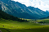 Central Asia, Kyrgyzstan, Issyk Kul Province (Ysyk-Köl), Juuku valley, every year Tourar Ousounbaev and Nourgul Toktosounova's family setlles for a few months in a yurt in the middle of Juuku Valley