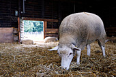 Frankreich, Paris. Vincennes. Bois de Vincennes. La Ferme de Paris. Ökologischer Landbau und landwirtschaftlicher Bildungsbauernhof. Bio Schafe in ihrem Stift.