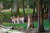 France, Burgundy, Yonne. Area of Saint Fargeau and Boutissaint. Slab season. Fawns at the edge of the forest.