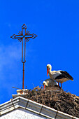 Portugal, Algarve. Faro. Storks in their nest.